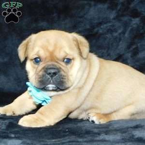 Teddy, Miniature Bulldog Puppy